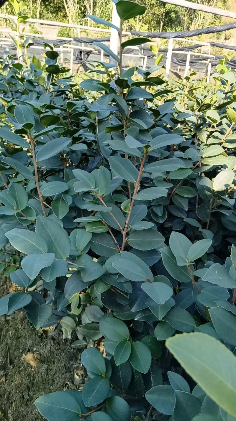 油茶苗，品质保证，多种规格，根系发达，成活率高