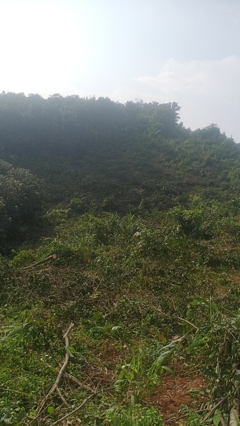 云南省临沧市耿马县孟定镇土地出租有需要的请联系