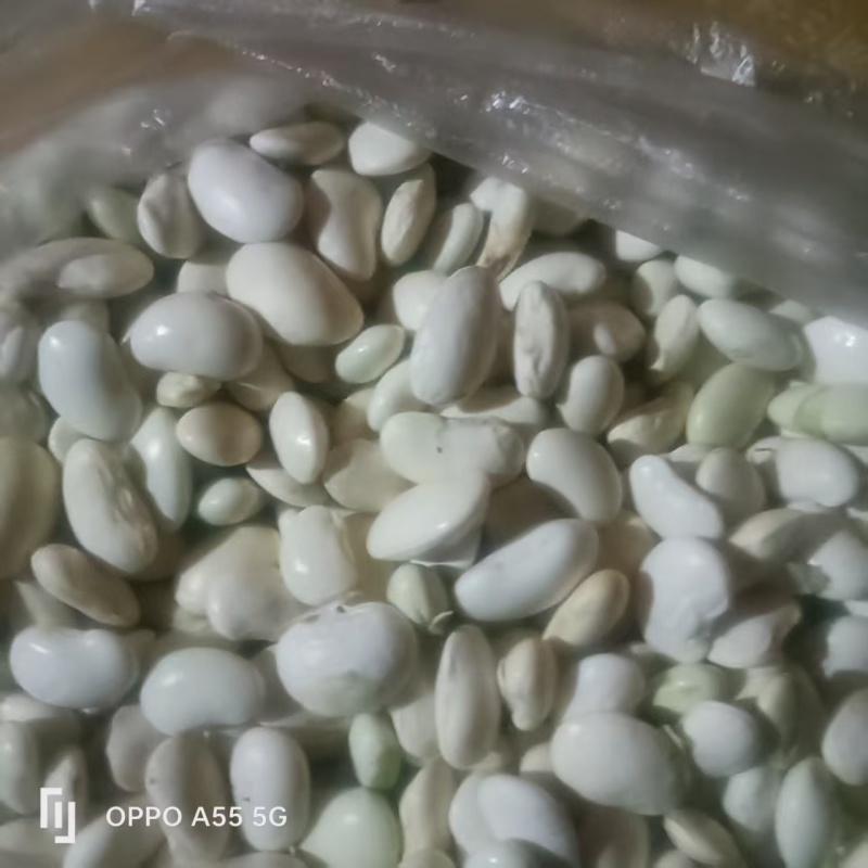 白云豆