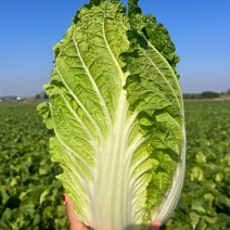 大白菜黄心大白菜矮颗
