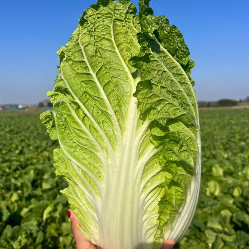 大白菜黄心大白菜矮颗