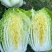 大白菜黄心大白菜矮颗