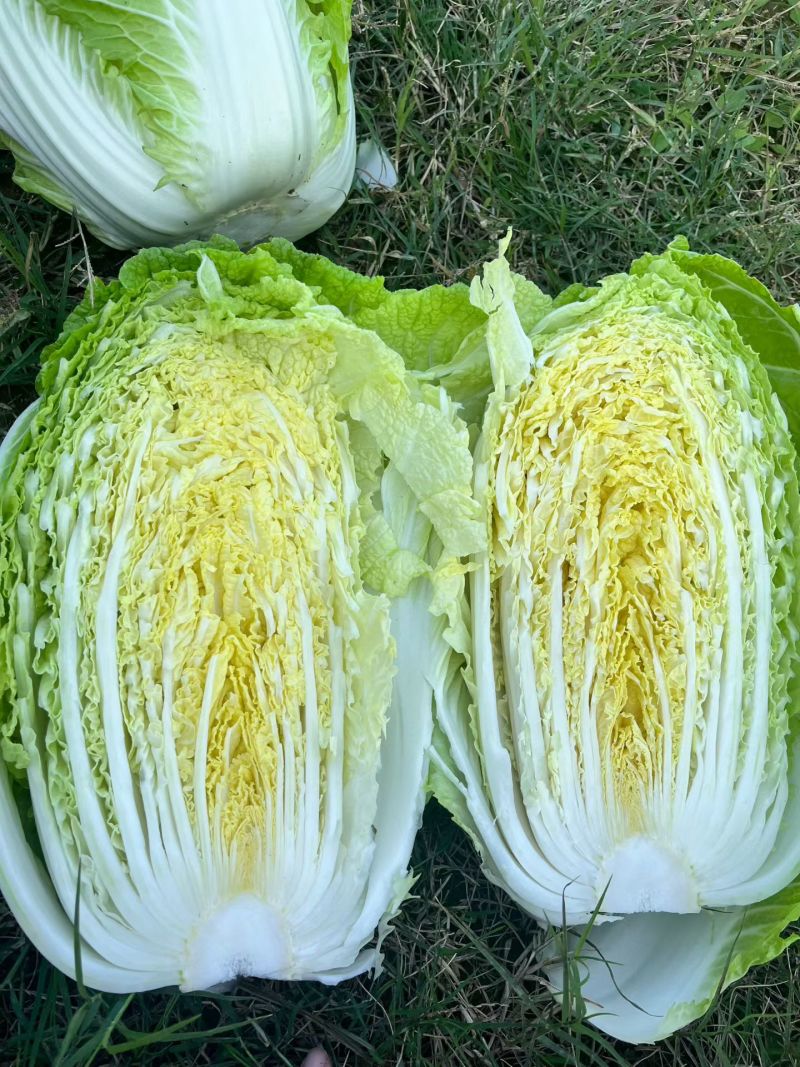 大白菜黄心大白菜矮颗