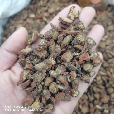 丹参道地中药材规格齐全可视屏看货量大从优