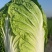大白菜黄心大白菜矮颗