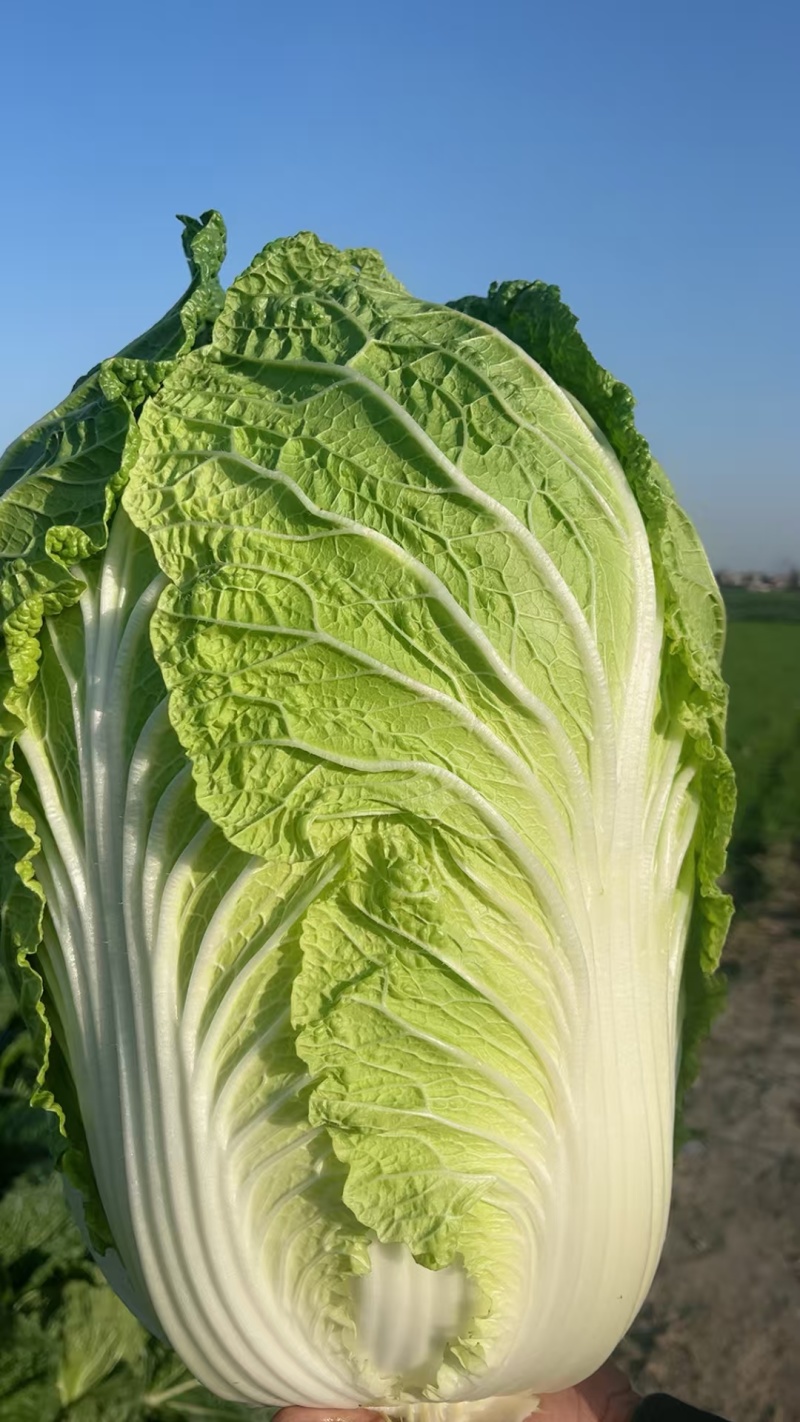 大白菜黄心大白菜矮颗