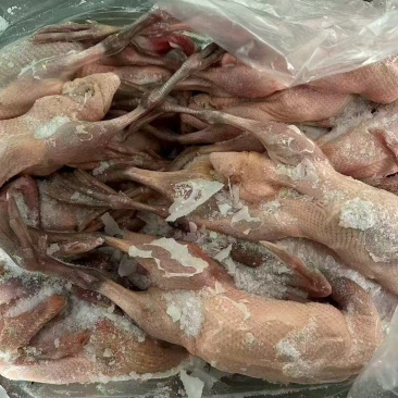 二级麻鸭