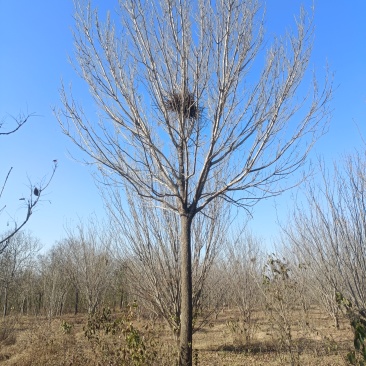 白蜡树