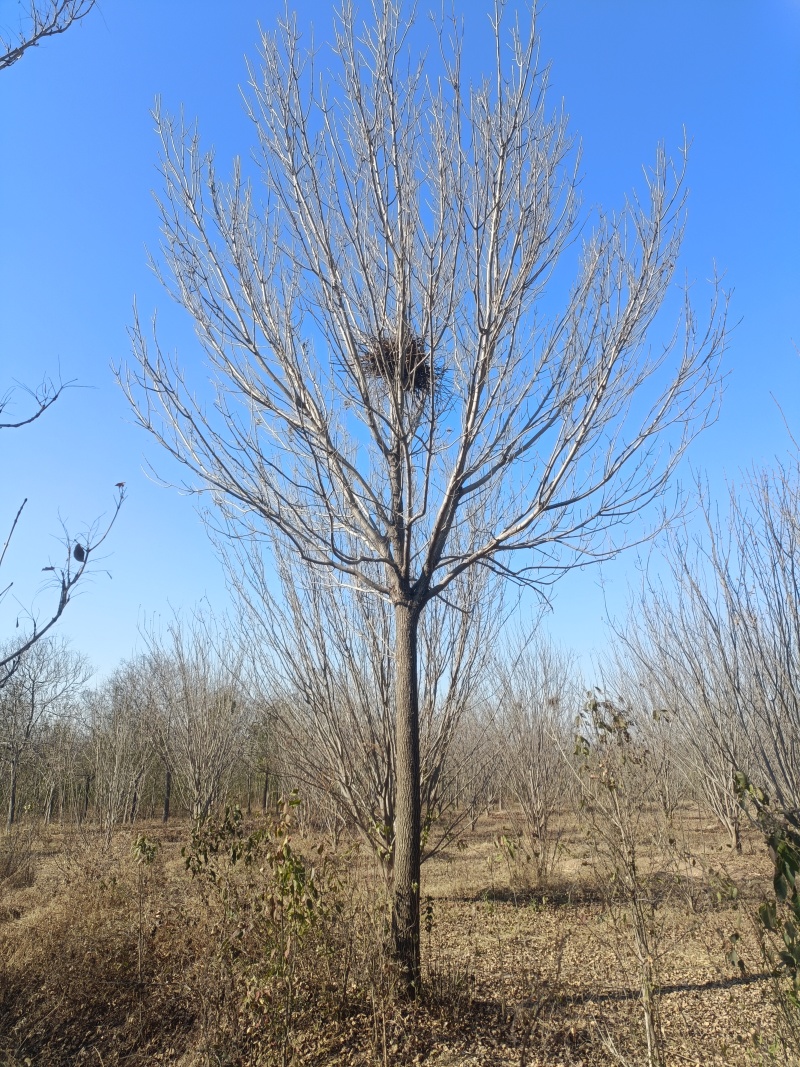 白蜡树