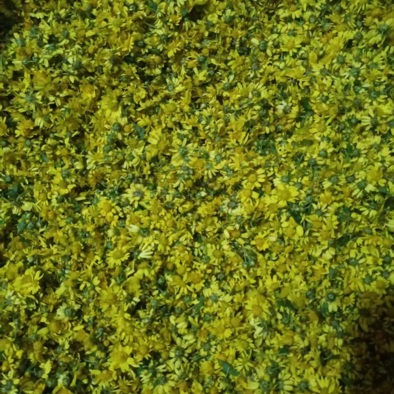 野菊花湿的新鲜的
