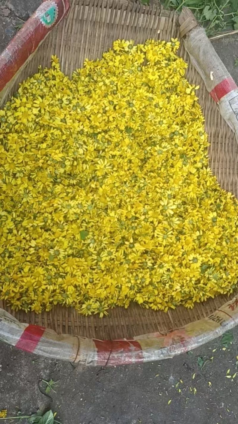 野菊花湿的新鲜的