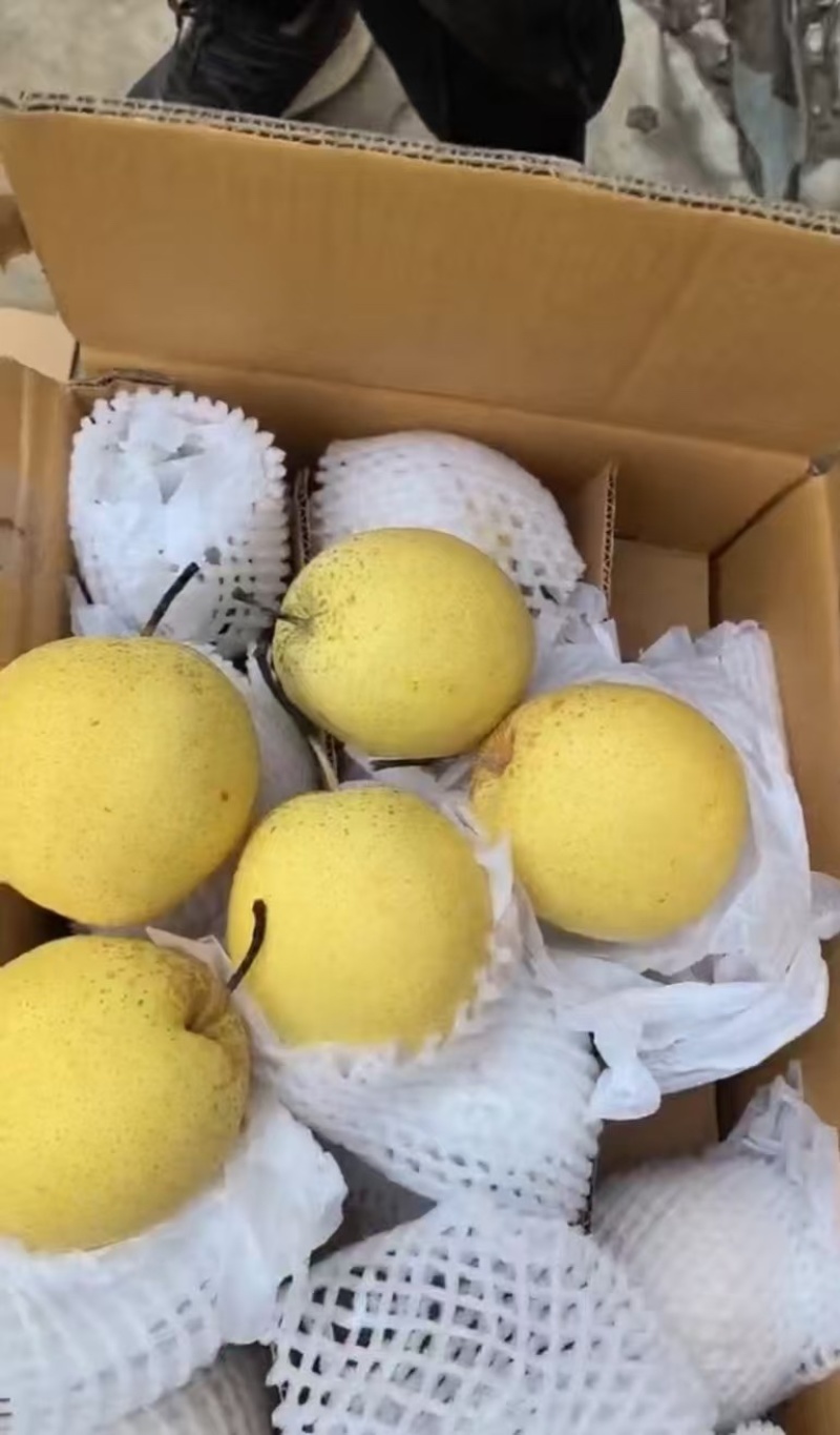 雪花梨大量供应品质保证专业代办欢迎老板来电