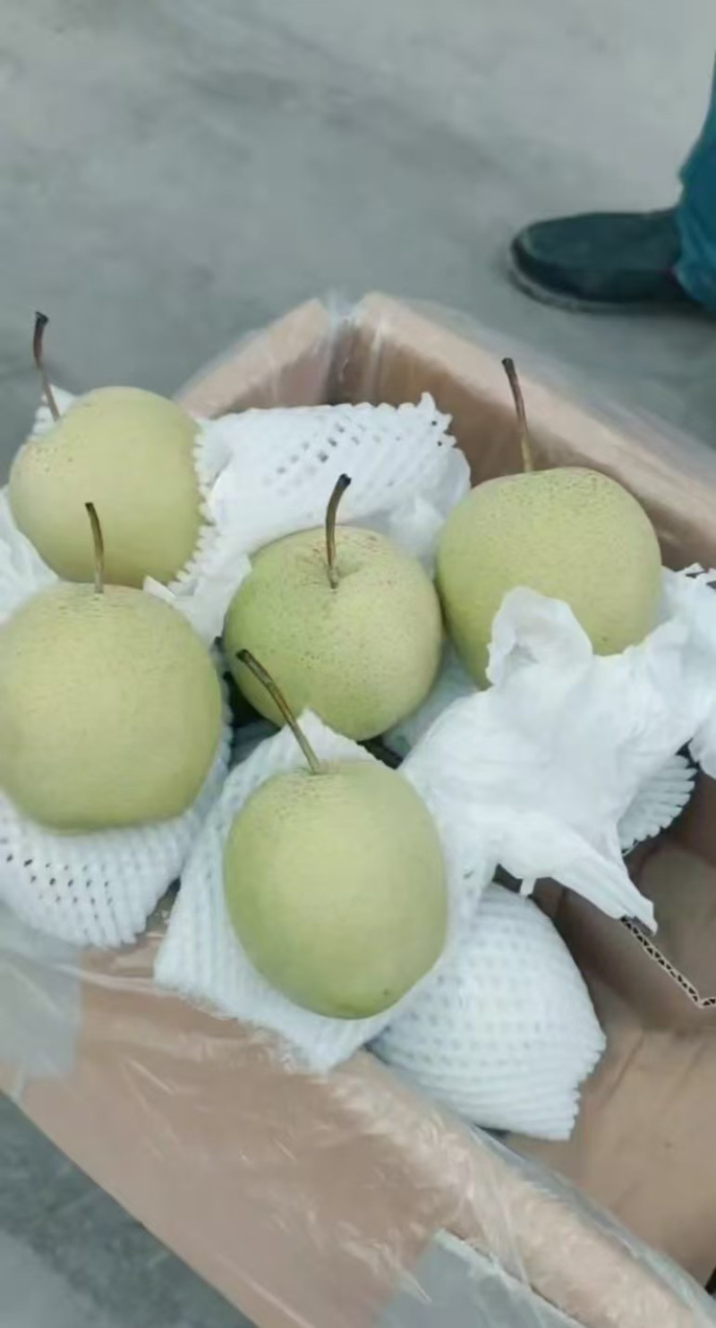 雪花梨大量供应品质保证专业代办欢迎老板来电