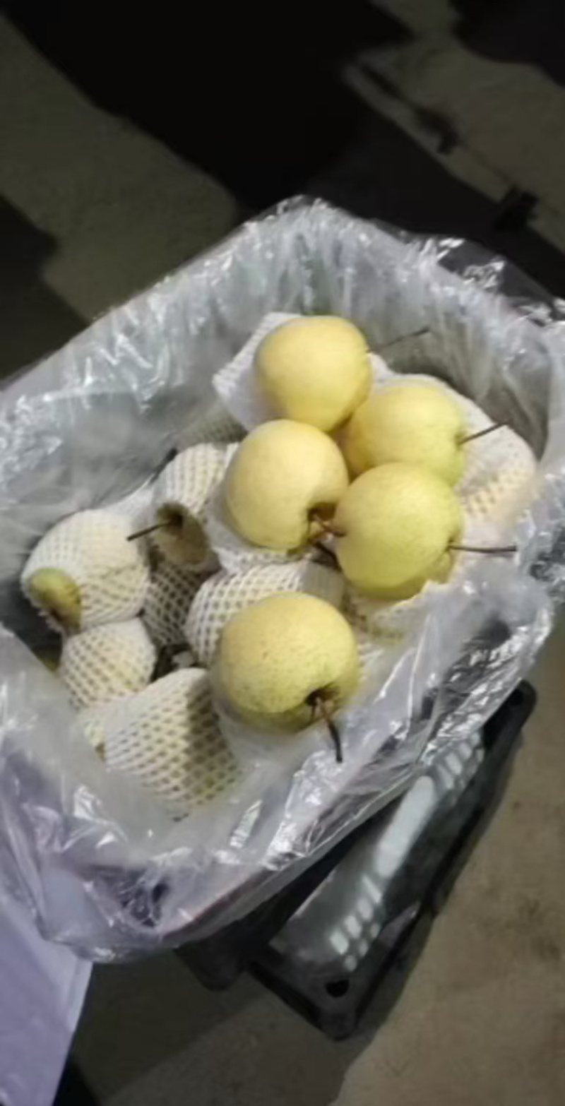 雪花梨大量供应品质保证专业代办欢迎老板来电