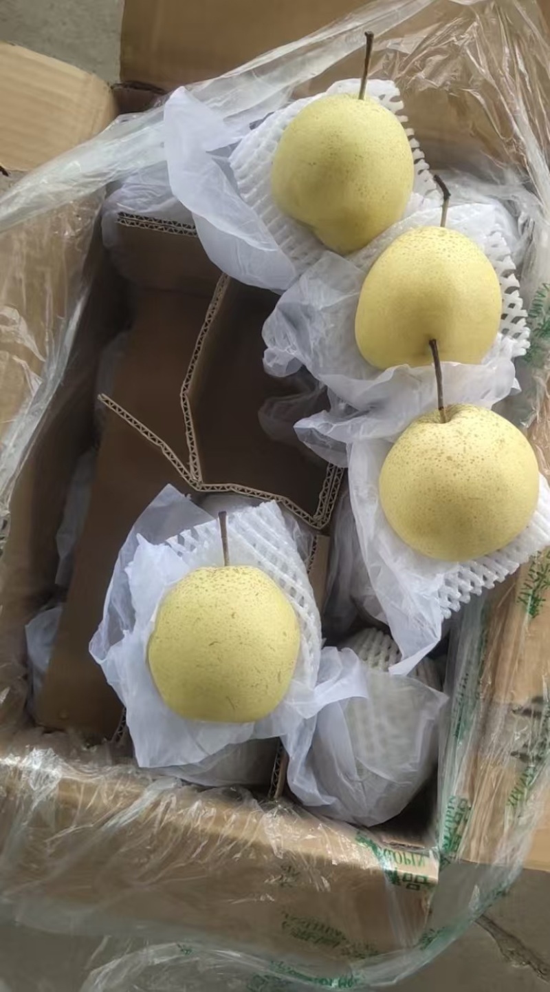 雪花梨大量供应品质保证专业代办欢迎老板来电