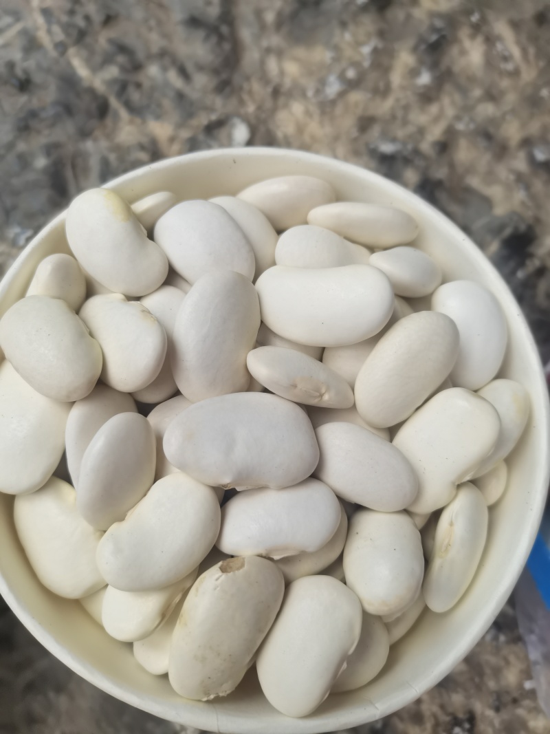 象图大白芸豆