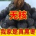 太行山无核黑枣价格优惠品质保证欢迎下单来电洽谈