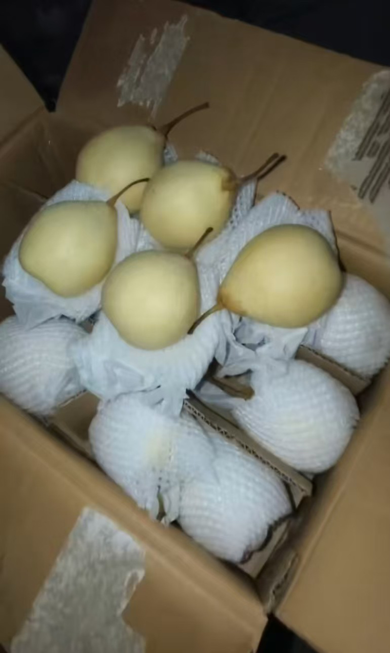 水晶鸭梨大量供应专业代办代发欢迎来电洽谈