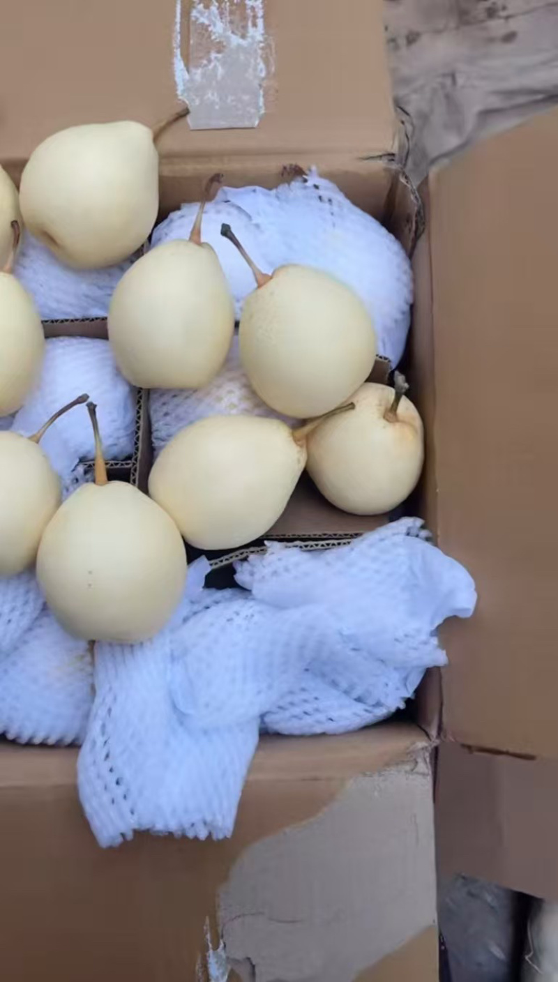 水晶鸭梨大量供应专业代办代发欢迎来电洽谈