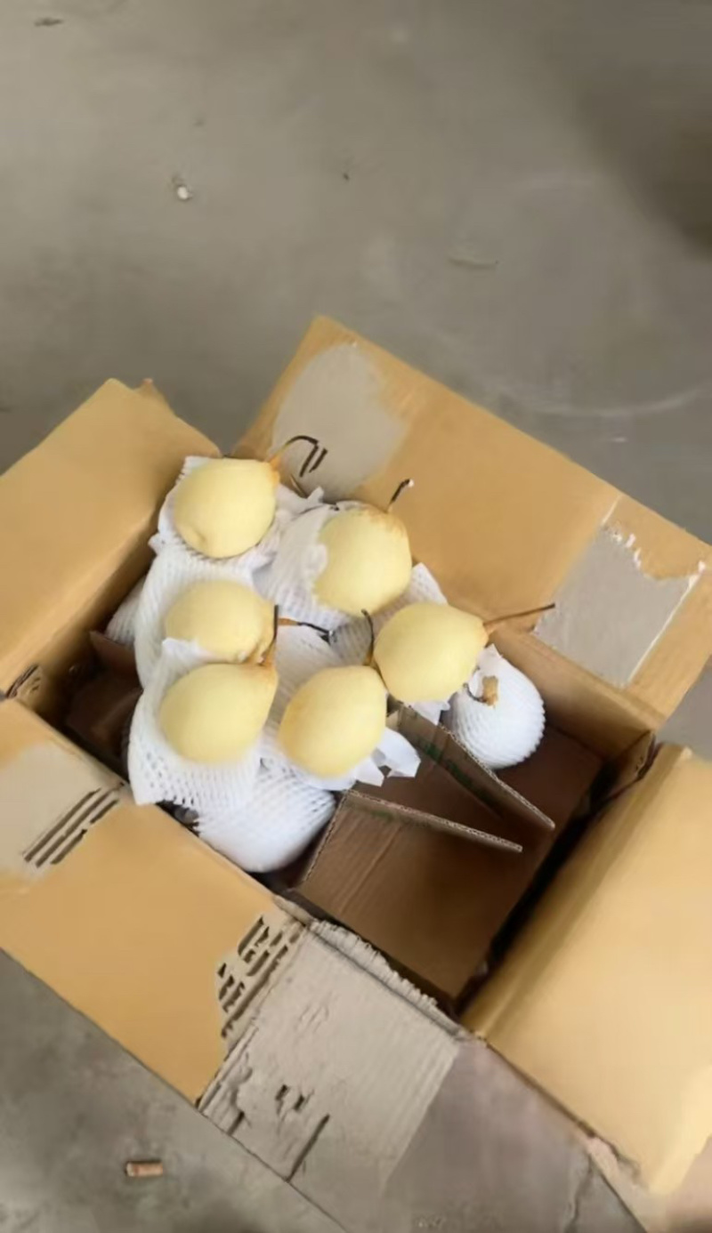 水晶鸭梨大量供应专业代办代发欢迎来电洽谈