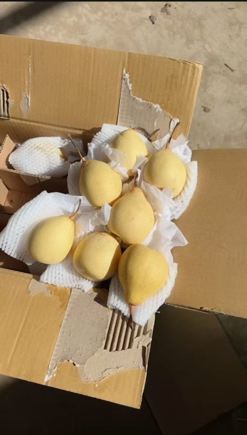 水晶鸭梨大量供应专业代办代发欢迎来电洽谈