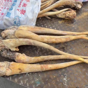 带皮牛尾