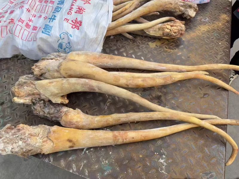 带皮牛尾