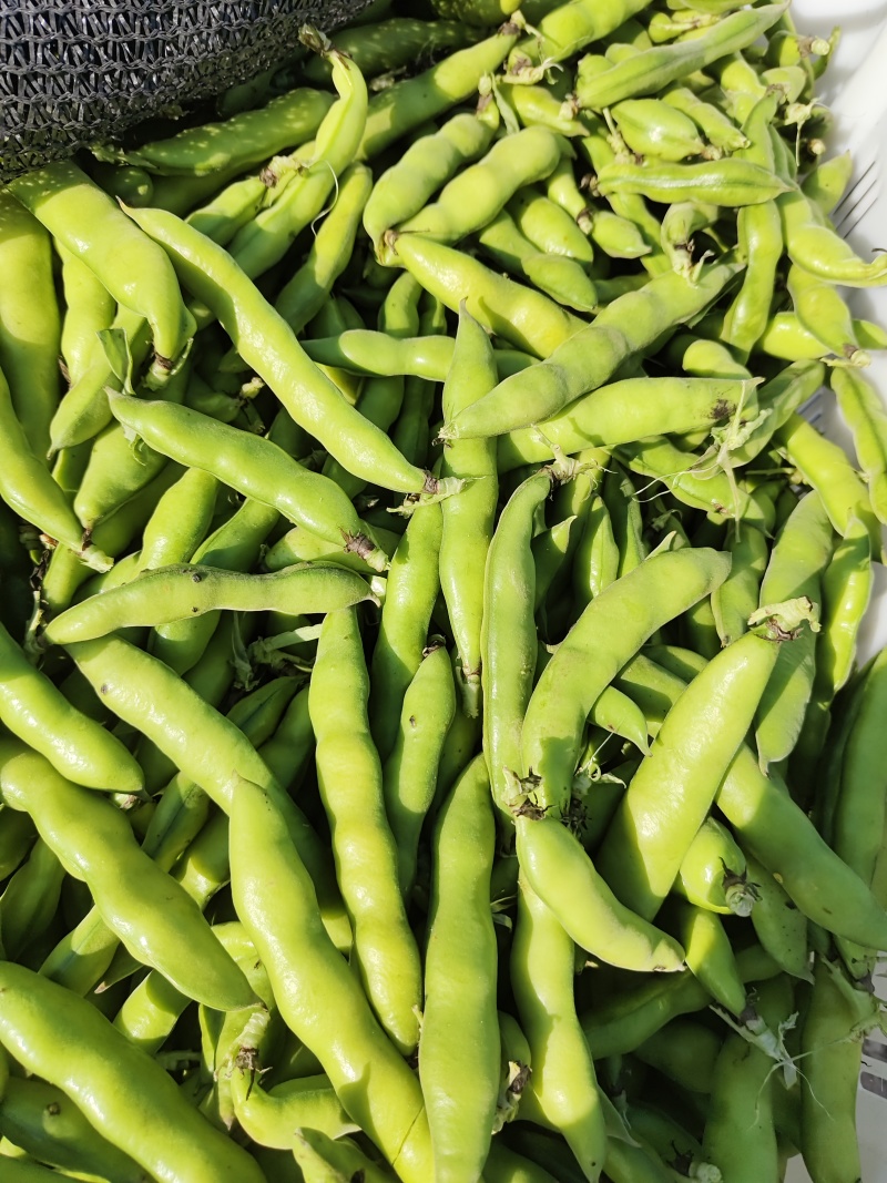 应季蚕豆精品货