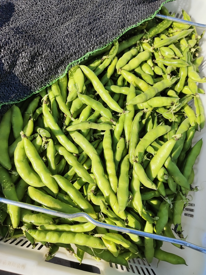 应季蚕豆精品货