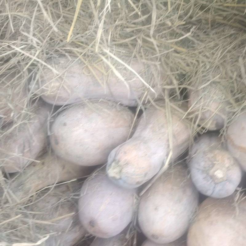 密本南瓜
