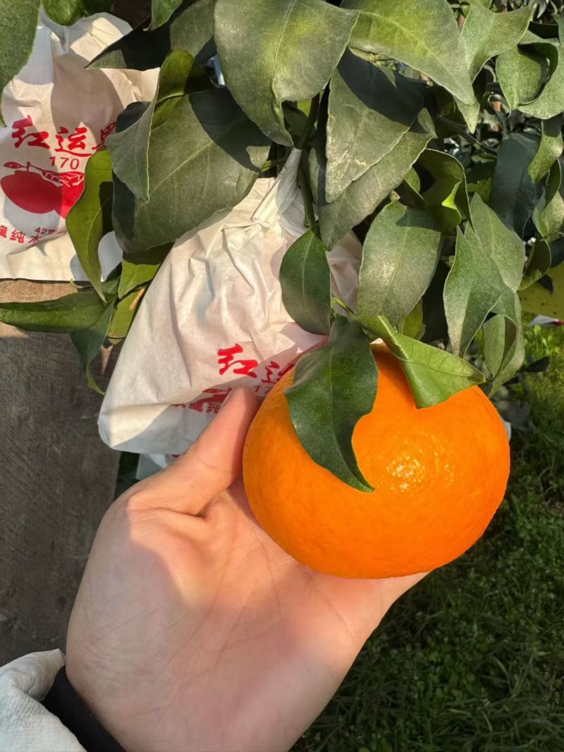 精品套袋爱媛橙上市了！颜色红口感好，皮薄多汁无损伤！