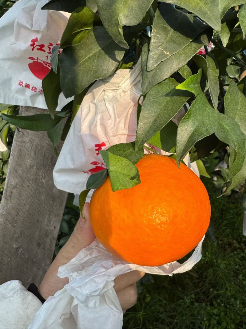 精品套袋爱媛橙上市了！颜色红口感好，皮薄多汁无损伤！