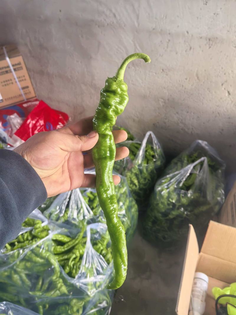 螺丝椒大量上市，产地直发，品质保证，服务周到