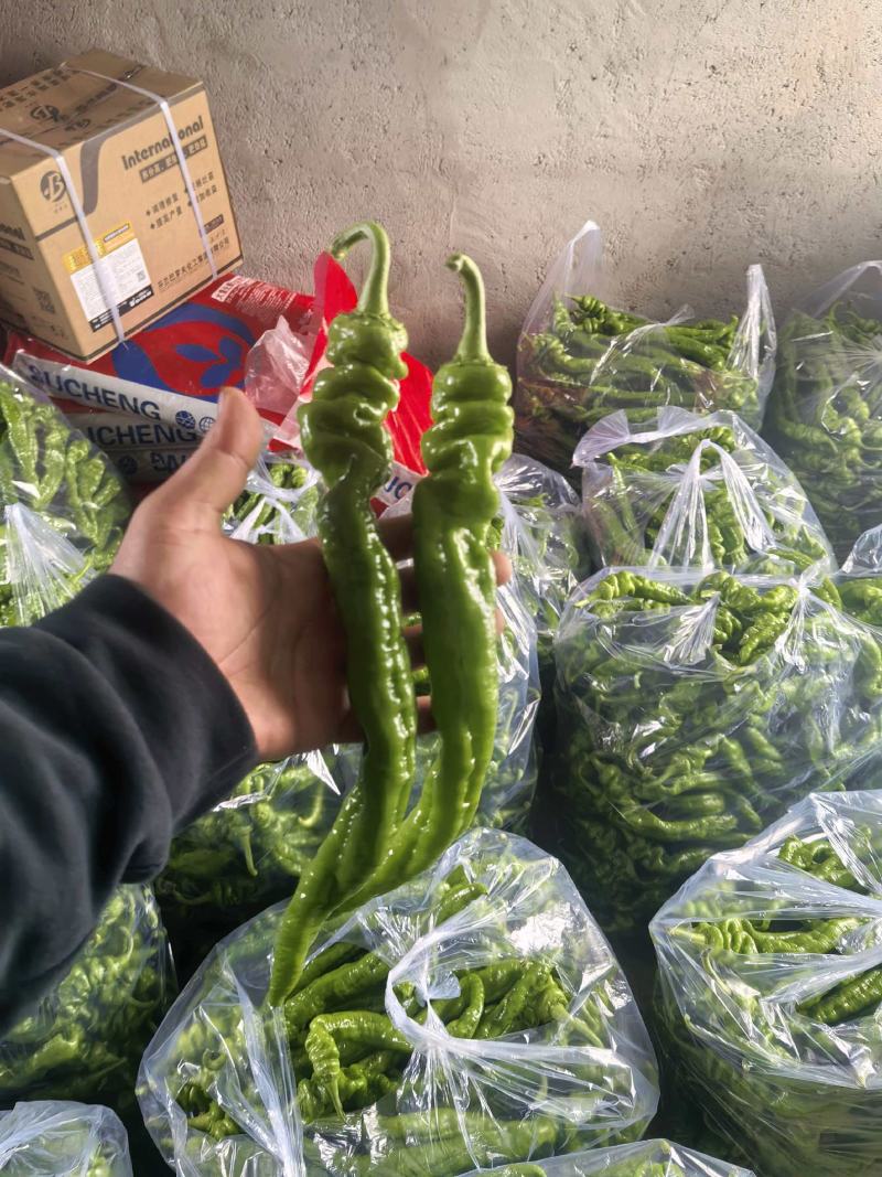 螺丝椒大量上市，产地直发，品质保证，服务周到