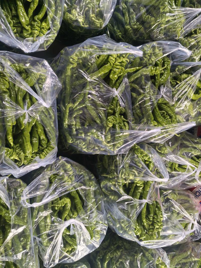 螺丝椒大量上市，产地直发，品质保证，服务周到