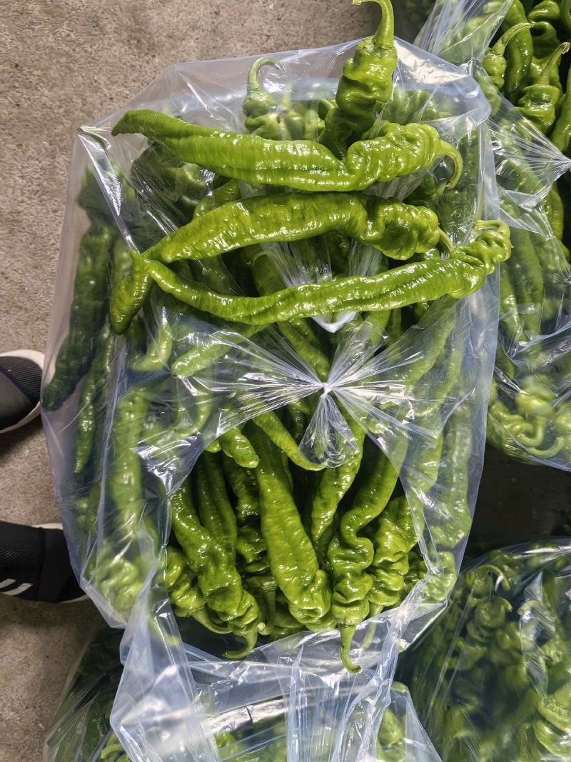 螺丝椒大量上市，产地直发，品质保证，服务周到