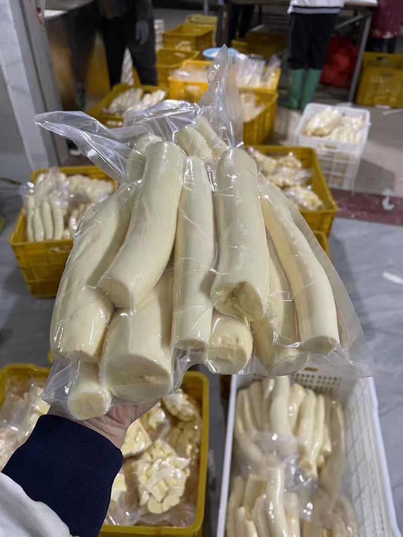 大量供应华南九号黄心木薯欢迎各位老板合作共赢