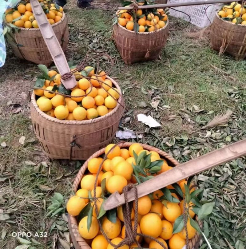 冰糖橙