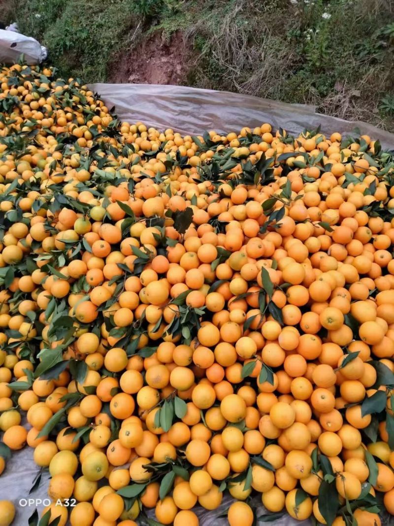 冰糖橙
