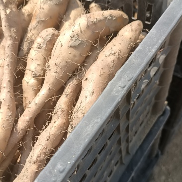 山药豆及山药豆苗