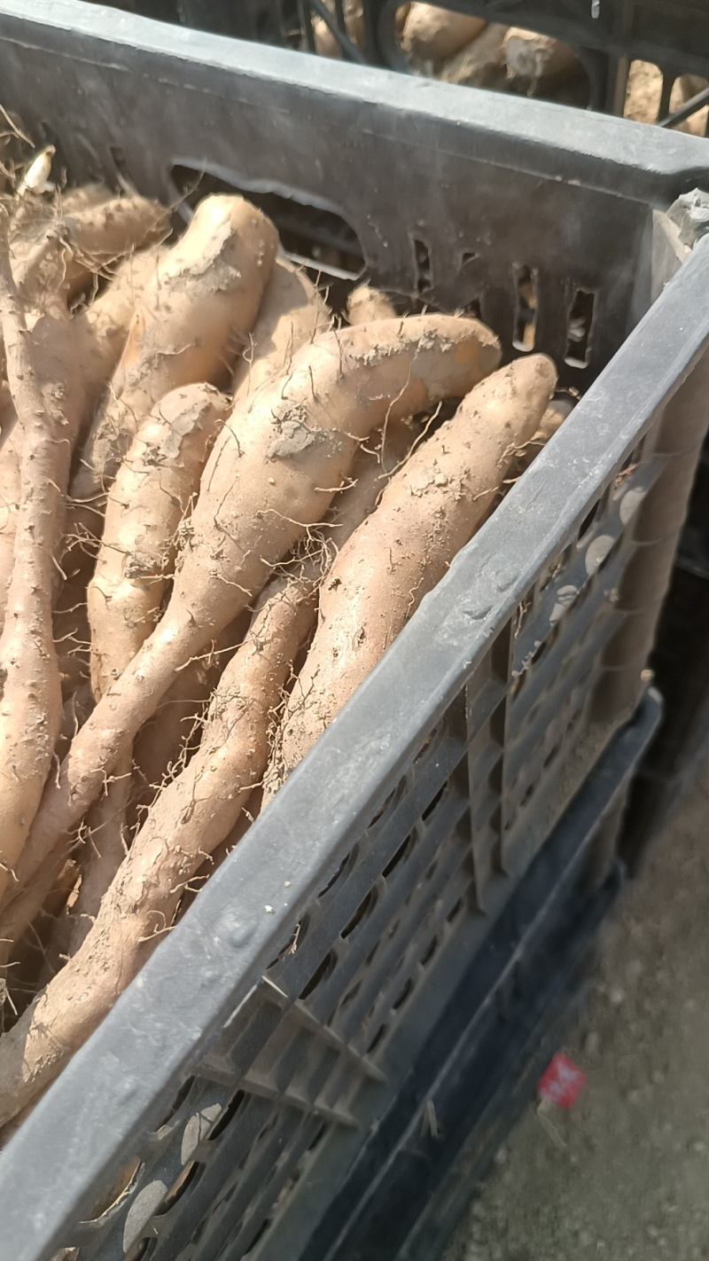山药豆及山药豆苗