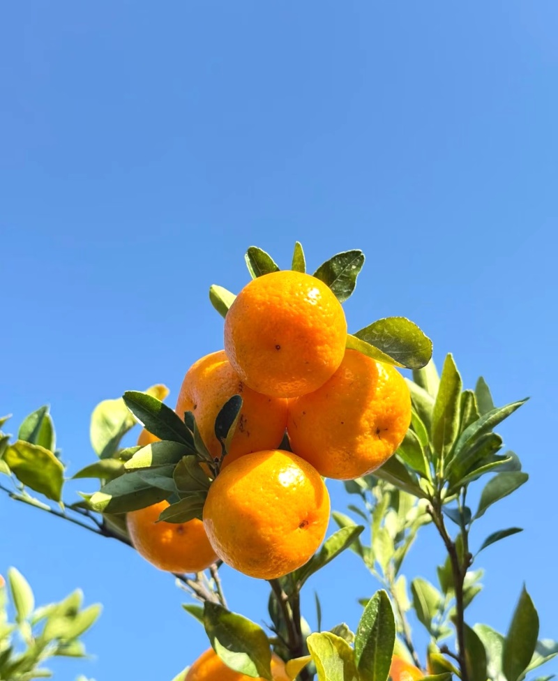 江西蜜橘/产地直发/量大价可谈/蜜桔/一次合作终身朋友