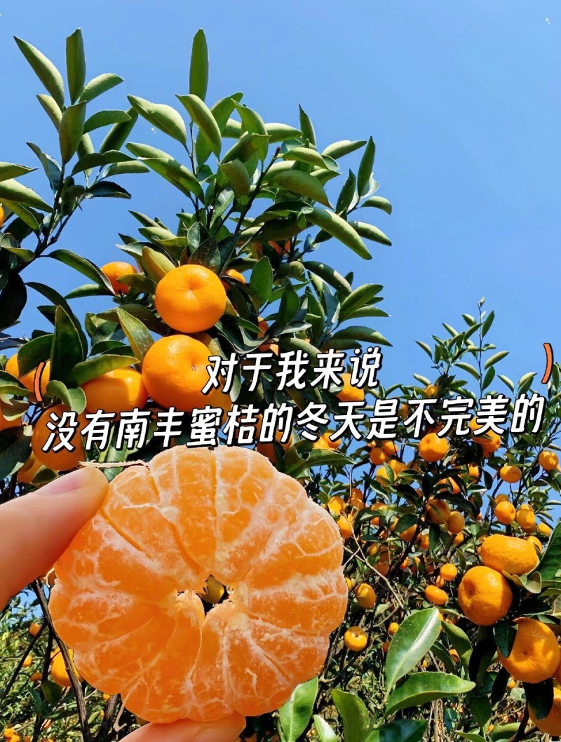 江西蜜橘/产地直发/量大价可谈/蜜桔/一次合作终身朋友