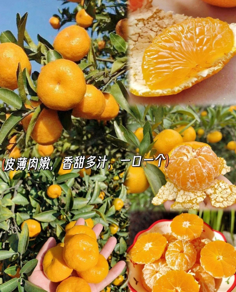 江西蜜橘/产地直发/量大价可谈/蜜桔/一次合作终身朋友