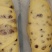 【炸南瓜红豆卷】南瓜红豆卷
