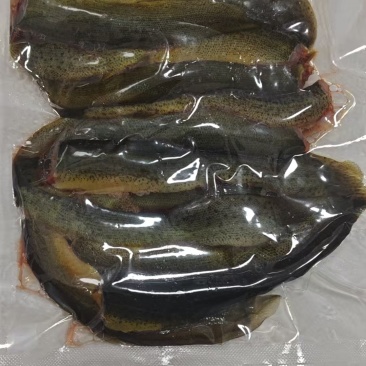 泥鳅加工中，活泥鳅现杀精品，可按要求接单加工