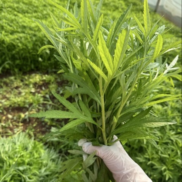 新鲜藜蒿，现摘现发。粗的嫩的细的老的弯的都有！