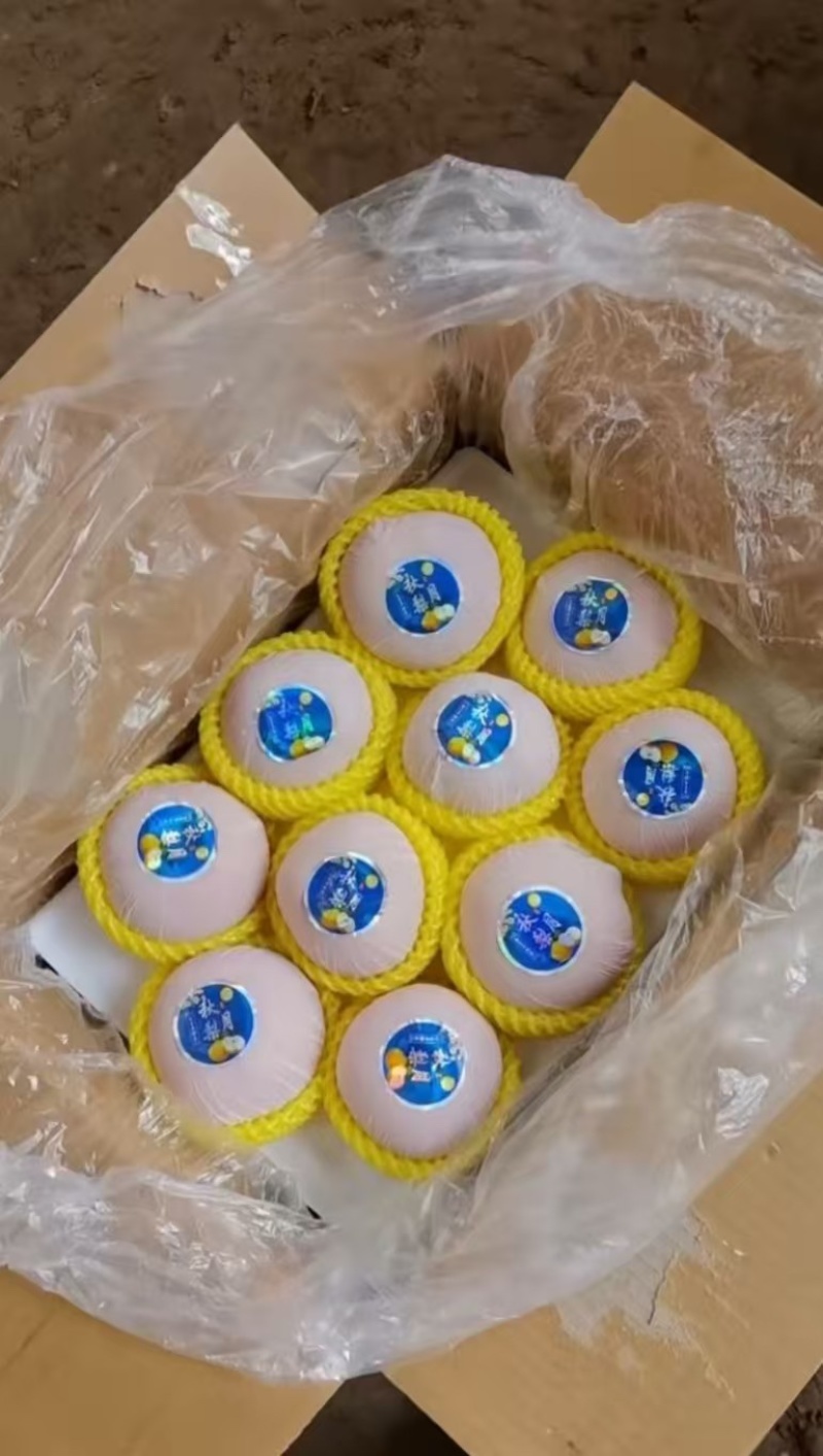 秋月梨大量供应专业代办代发诚信经营欢迎老板来电
