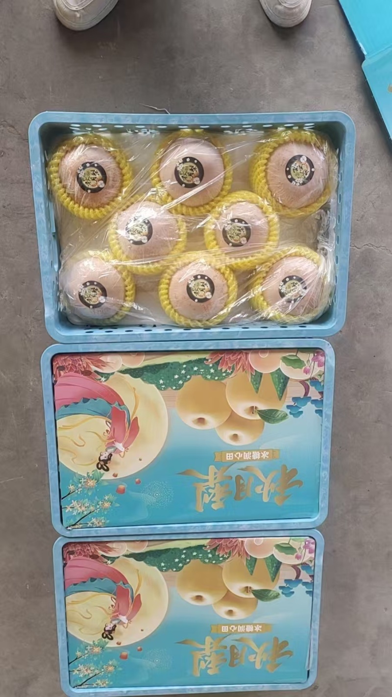 秋月梨大量供应专业代办代发诚信经营欢迎老板来电