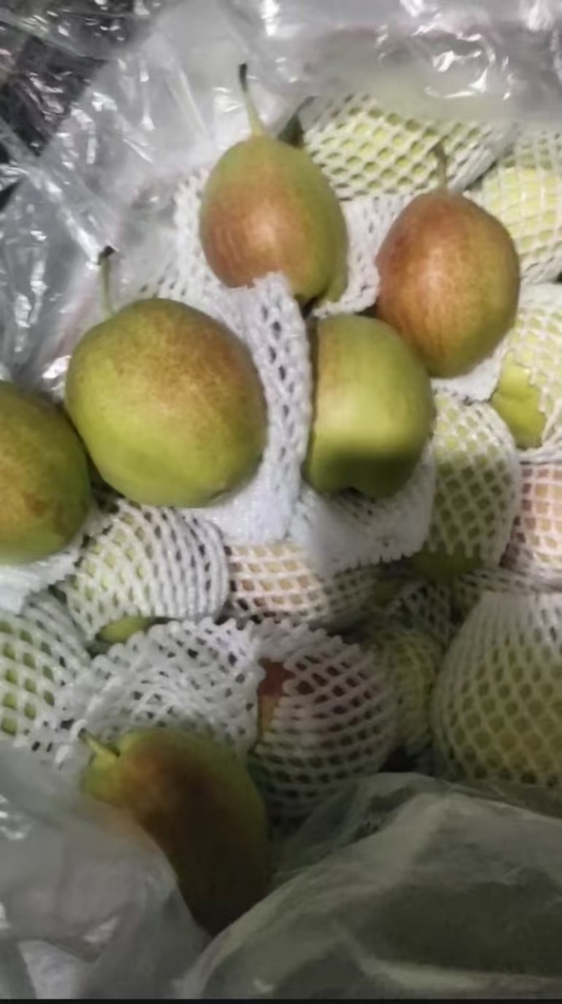 河北赵县新梨7号大量供应品质保证一手货源欢迎各位来电